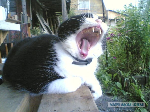 Котовторник!
