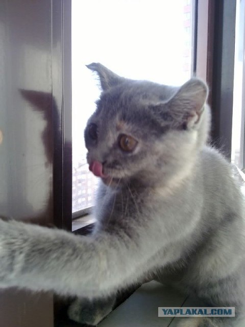 Котовторник 20.12.2011