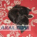 Кровавая резня в Новосибирске