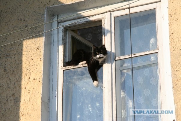 Котовторник 24.04.2012