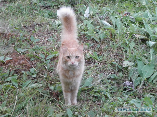 Котовторник  4.09.12