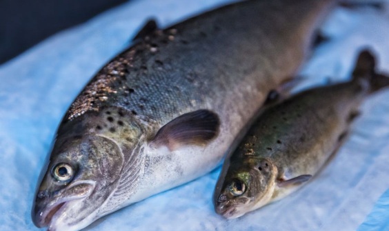 Канада разрешила разведение ГМО лосося