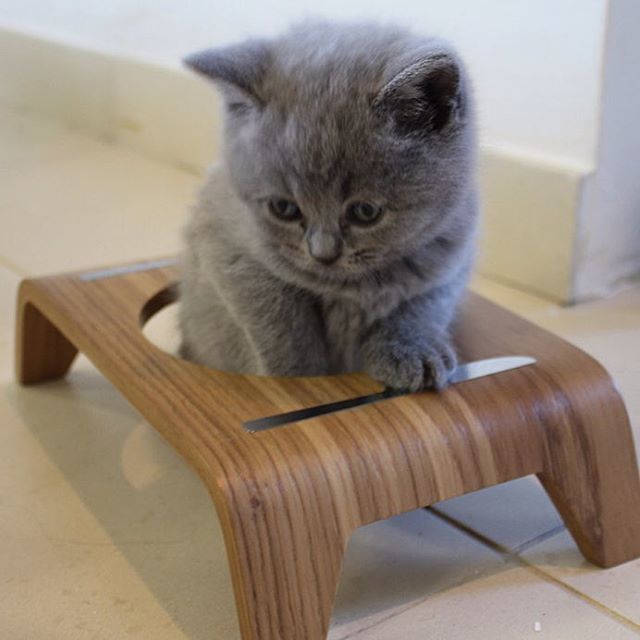 Забавные фото котеек