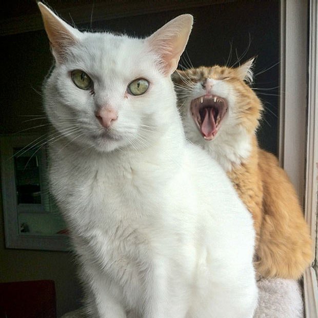 Котовторник однако