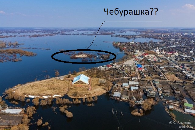 Глухое болото, говорите вы? Неописуемая красота, говорю я!