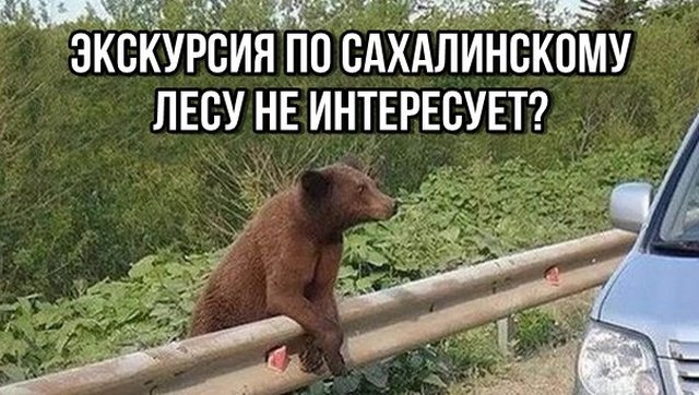 Медвежий уголок