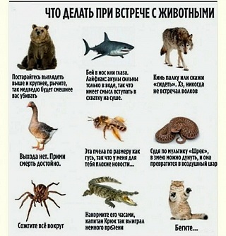 Пампасская кошка: Эффективнее ягуара. Вечно недовольный кот убивает добычу почти в 100% случаев