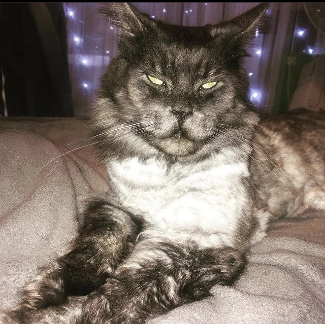 Хотели милого котика