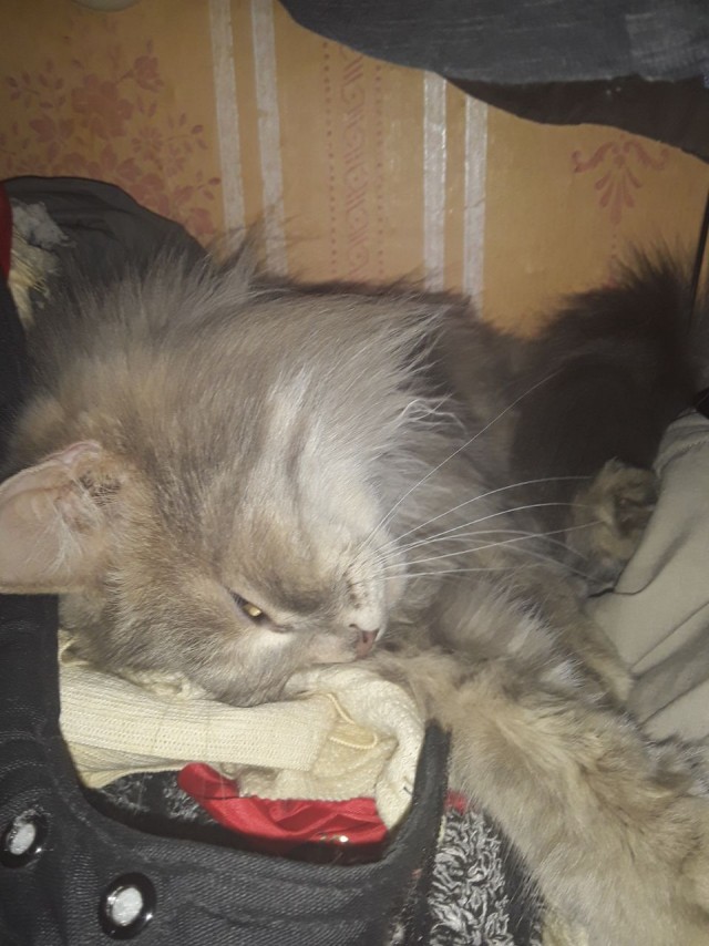 Котовторник. Поговорим о кличках, друзья