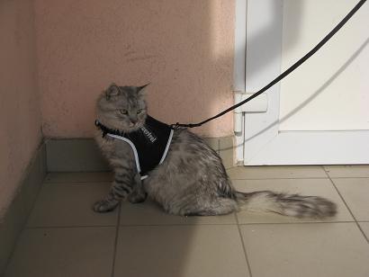 Кот живет 3 года на кладбище.