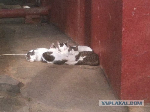 Котовторник 21.05.2013