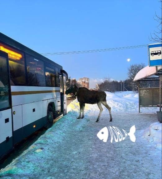 Дождался автобуса