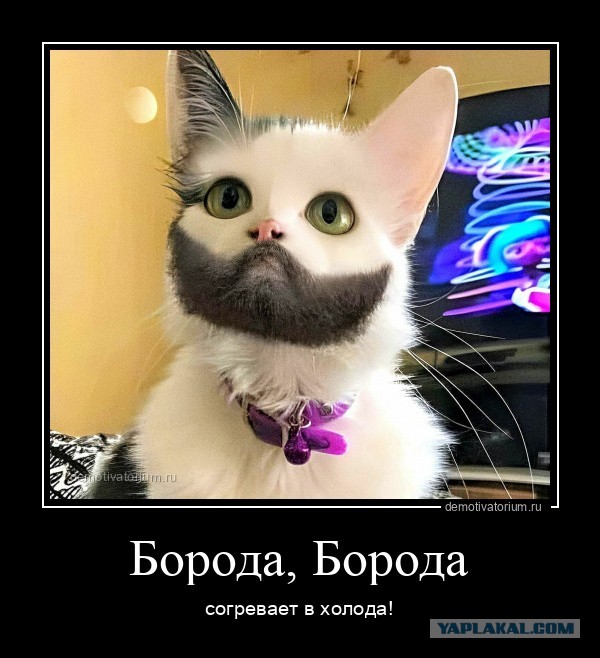 Верни бороду!