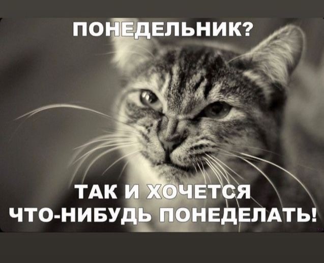 Мемы 30 штук к понедельнику
