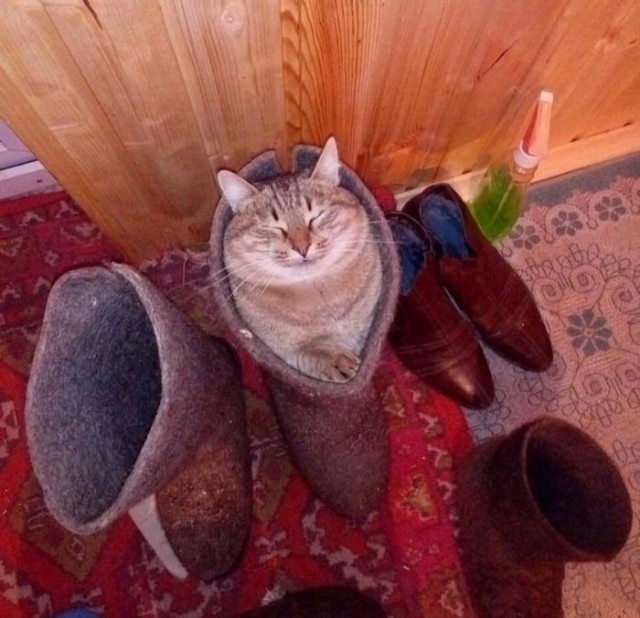 К котовторнику: подборка картинок-баянов с котиками и про котиков. Выпуск 46.