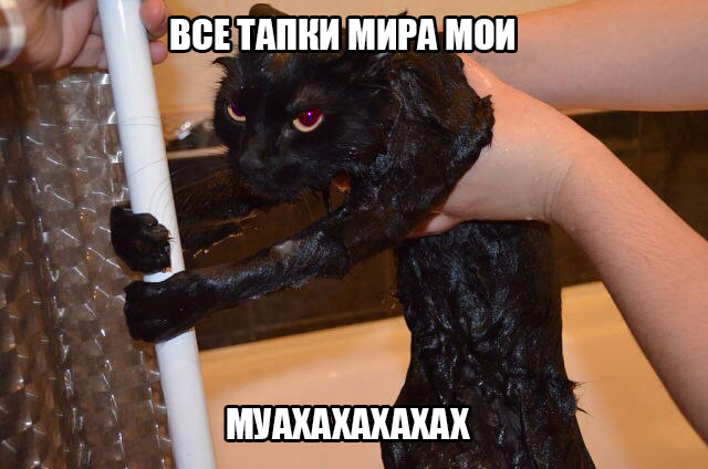 Котейка в восторге от купания