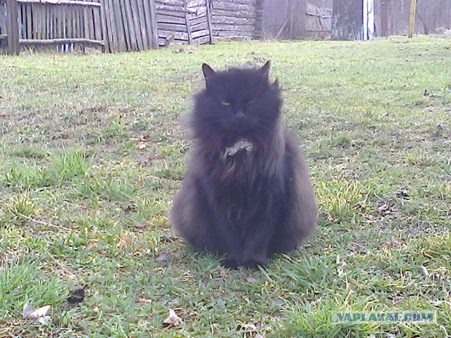 Котовторник 02.09.2014