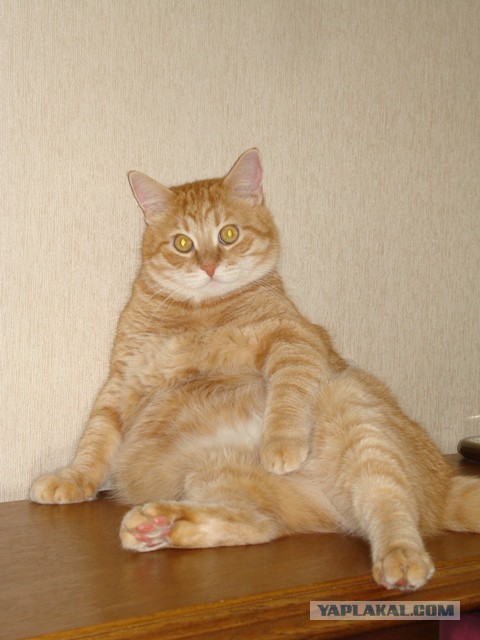 Пятница, пиво и кот.