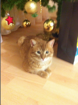 Котовторник