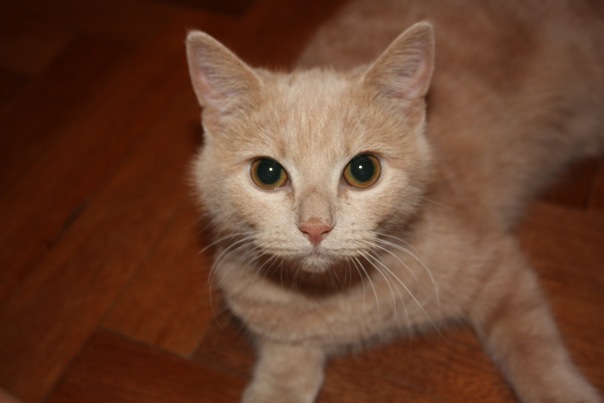 Котовторник