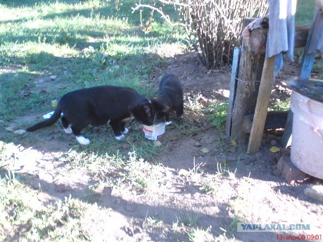 Котовторник 12.03.13