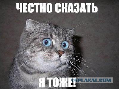 Дружная семейка