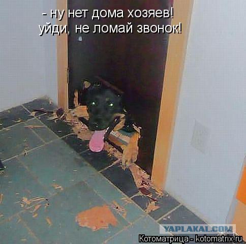 Собакочетверг 17.09.2015
