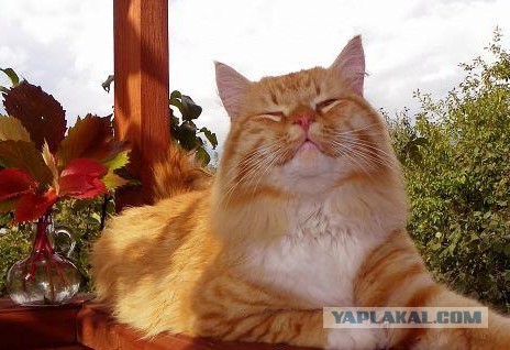 Забавные коты, ведущие себя как офисные работники