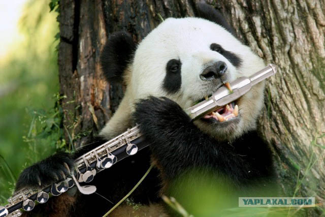 Подборка животных, которых застали за трапезой