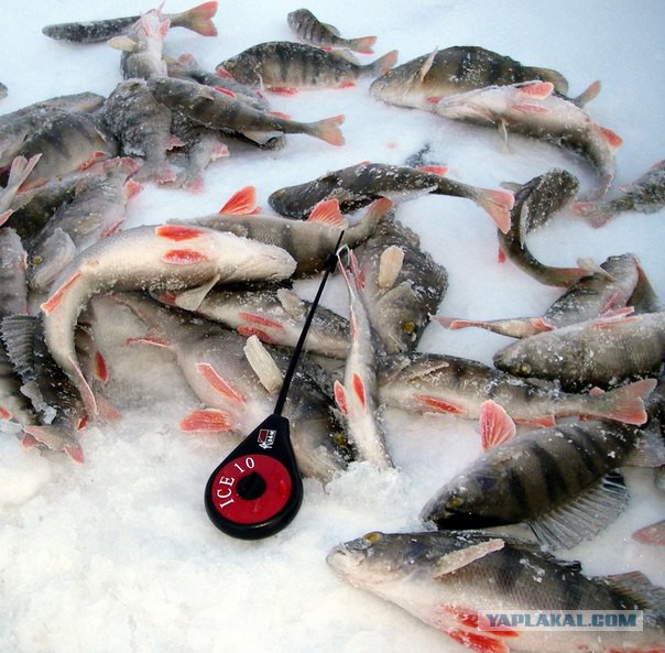 Антимайдан. Деструкторы недели