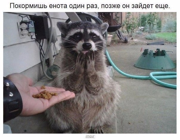 Мохнатые беспредельщики