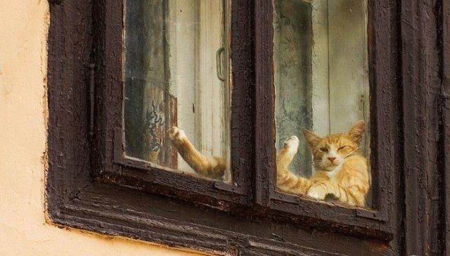 Вторничный котомёт