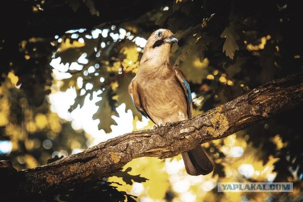 Каких птиц вы видите в городе?