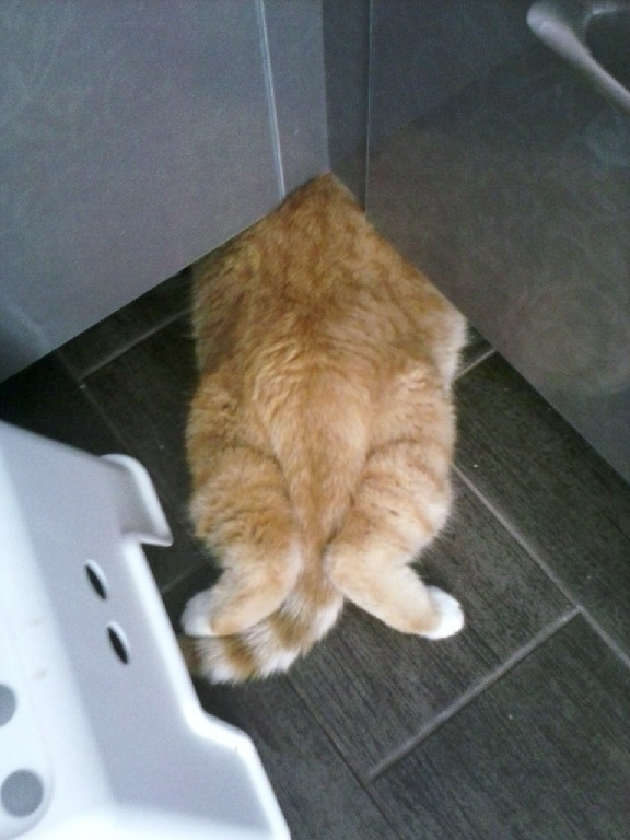 Очередное доказательство того, что коты - это жидкость