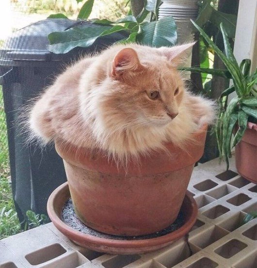 Прикольные животные