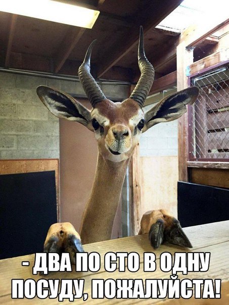 Прикольные животные
