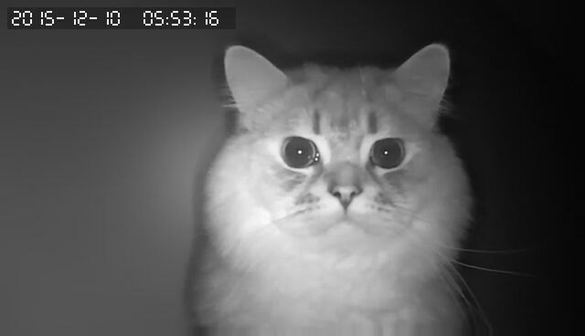 Поставил IP камеру, чтоб посмотреть, что делает мой кот, когда меня нет дома