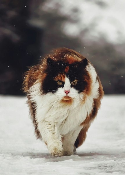 Коты из сети
