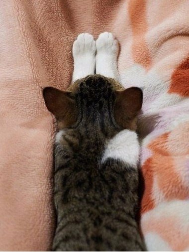 Коты из сети