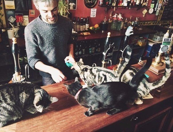Коты из сети