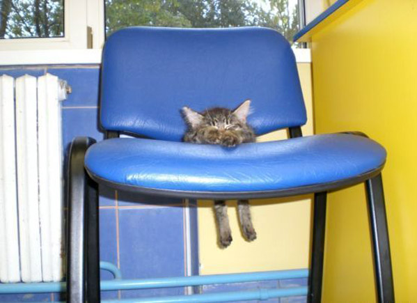 Коты из сети