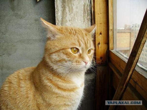 Рыжики