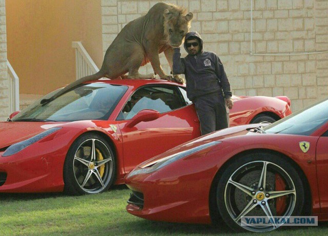 Петербуржец пришел в автосалон со львенком и купил Rolls-Royce за 40 миллионов