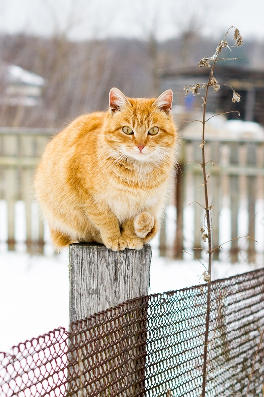 Кошкин день