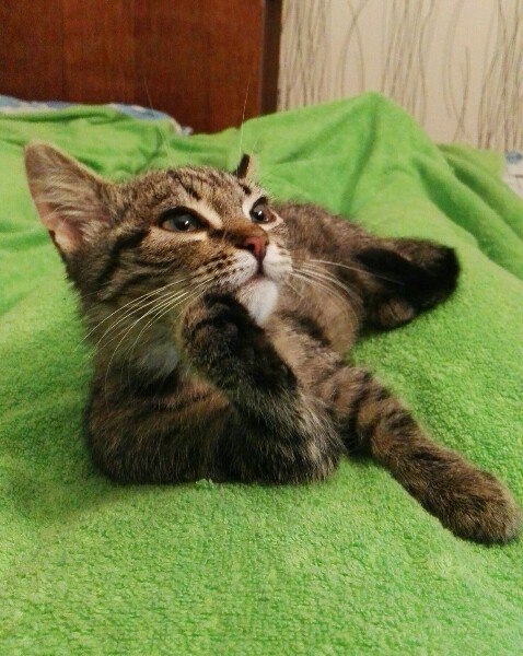 Коты и Кошки