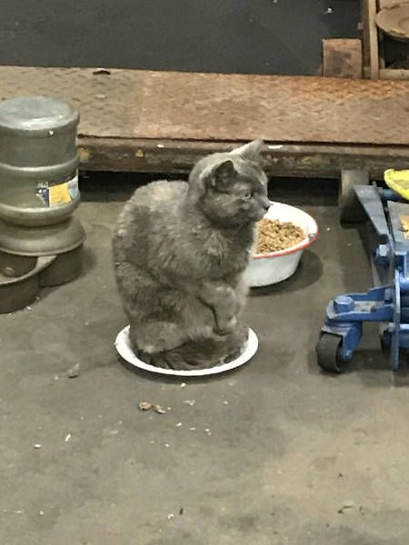 Коты и Кошки