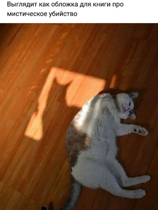 Прикольных котов пост