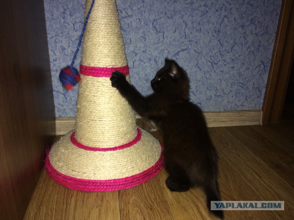 Спасение одной котячьей жизни