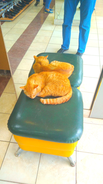 Котовторник 19.06.2018