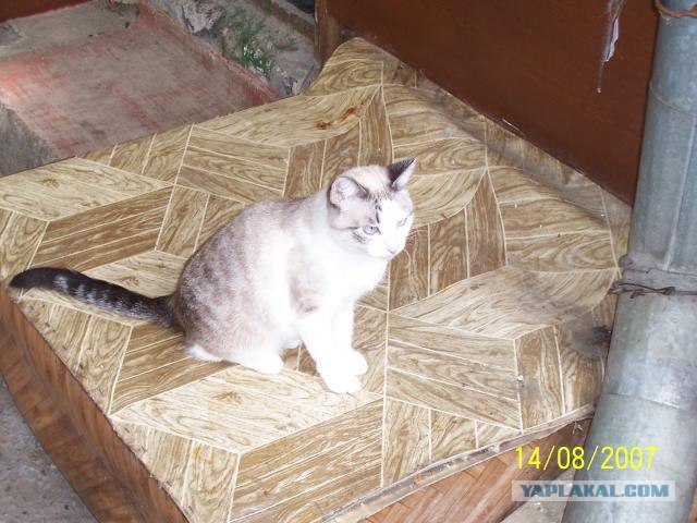 Котовторник на ЯПлакал!